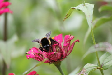 Bumble Bee 2