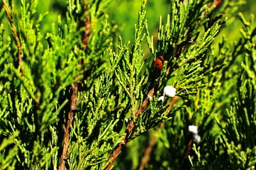 Fir tree brunch close up. Shallow focus. Fluffy fir tree brunch