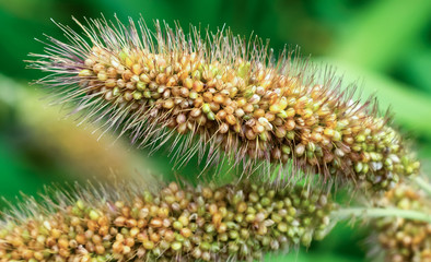 Ripe millet crops in the fields in autumn