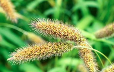 Obraz premium Ripe millet crops in the fields in autumn