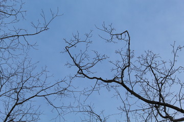 Branchages