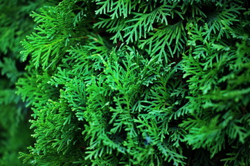 Fototapeta na wymiar Fir tree brunch close up. Shallow focus. Fluffy fir tree brunch