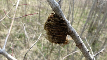 Praying Mantis Cocoon