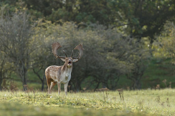 Fallow deer in nature during mating season in autumn colors