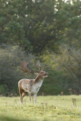 Fallow deer in nature during mating season in autumn colors