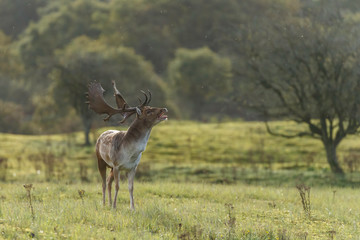 Fallow deer in nature during mating season in autumn colors
