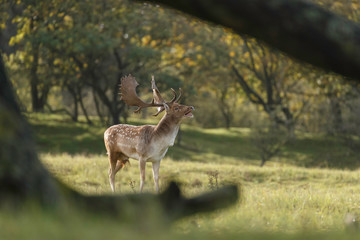 Fallow deer in nature during mating season in autumn colors