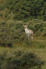 Fallow deer in nature during mating season in autumn colors