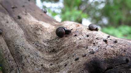 Small Snails