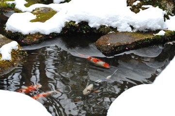 冬の池に泳ぐ錦鯉です
