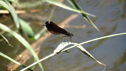 Female Ebony Jewelwing Damselfly