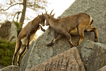 Obraz premium The Steinbock, Alpine Ibex (Capra ibex).