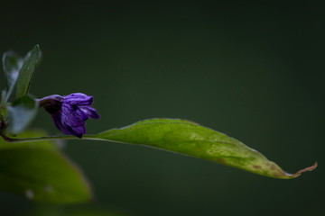 hungarian chili flower and fruit