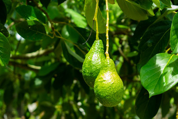 Avocado on tree