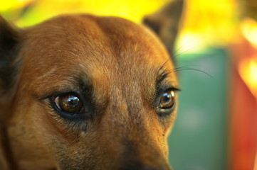 Close up on mixed-breed mongrel dog sitting