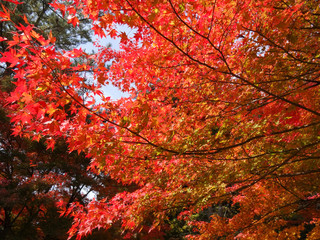紅葉のイメージ