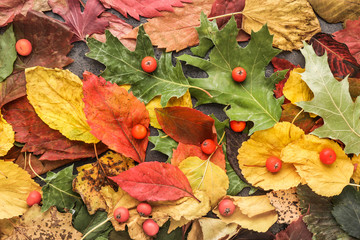 Beautiful autumn leaves as background