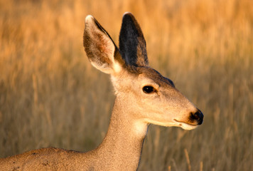 Mule Deer  (Odocoileus hemionus) Captured in Colorado