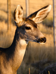 Mule Deer  (Odocoileus hemionus) Captured in Colorado