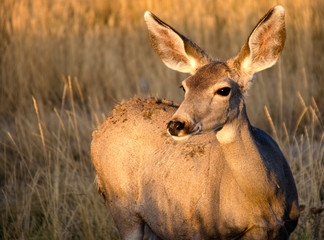 Mule Deer  (Odocoileus hemionus) Captured in Colorado