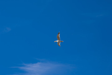 soaring seagull against the blue sky