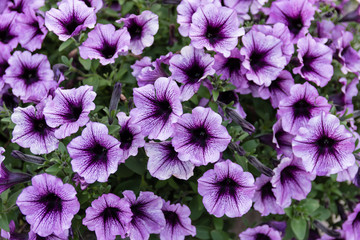 Lots of purple petunias amidst greenery