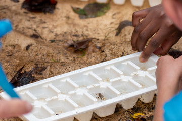 An African American student examines benthic macroinvertebrates to determine if the river water is...