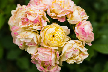 Natural bouquet of roses on one branch in the garden