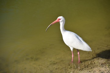 white ibis bird in the wild
