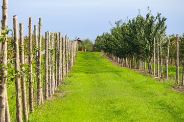 Fototapeta na wymiar Rows of apple trees for picking, Vergers & Cidrerie Denis Charbonneau, Quebec, Canada