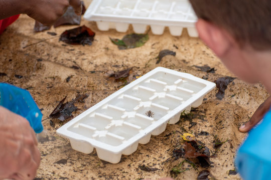 Students examine benthic macro invertebrates to determine if the river water is healthy.
