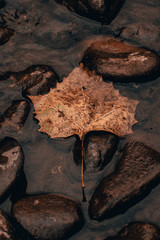A vertical, portrait, angled shot of a single maple leaf floating down the Moorman River in Albemarle County Virginia. Fall, autumn colors are represented on the leaf, river rocks, and river bottom.