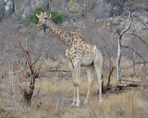 Naklejka na ściany i meble Light coloured juvenile giraffe grazing amongst the thorn tree veld in Kruger National Park in South Africa