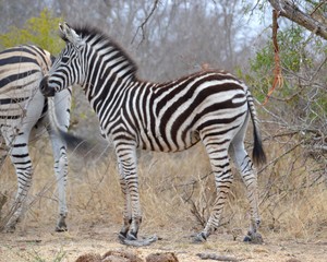 Fototapeta na wymiar Young fuzzy zebra calf standing in the dry thorn veld grass in Kruger National Park in South Africa