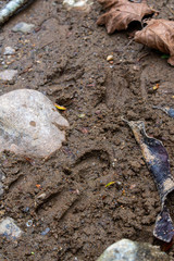 A vertical portrait shot of deer tracks in the mud next to the Moorman River in Albemarle County Virginia. Also visible in the shot are rocks, leaves, and various fall and autumn colors.