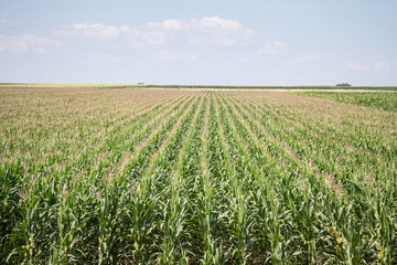 Cornfileds, with their typical rows, taken on the plains of Voivodina, the most rural and agricultural region of Serbia. Corn is one of the biggest monocultures of the world
