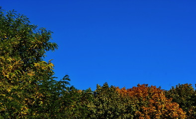 Colorful autumn trees on a background of blue sky