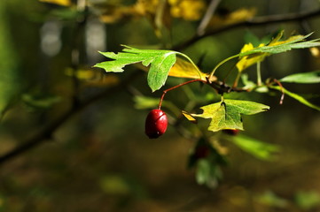 Fototapeta premium Background of colorful autumn leaves on forest floor