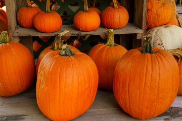 An autumn display of large and small orange pumpkins.