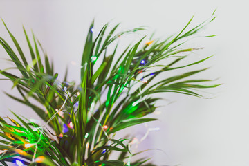 warm tropical Christmas in Australia, palm plant decorated with Christmas lights