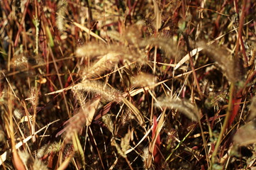 Background of colorful autumn leaves on forest floor