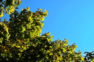 Colorful autumn trees on a background of blue sky