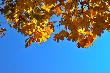 Colorful autumn trees on a background of blue sky