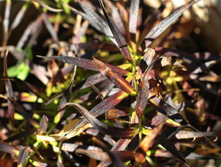 Background of colorful autumn leaves on forest floor