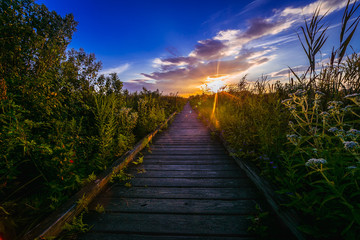 Pathway in nature