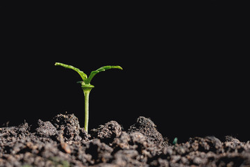 cannabis Plant growth on the soil