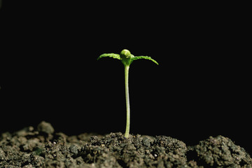cannabis Plant growth on the soil