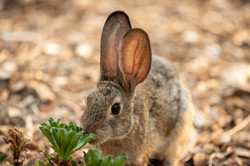Close up of sweet small wild rabbit with it's nose on a green leafy plant © Mary Lynn Strand