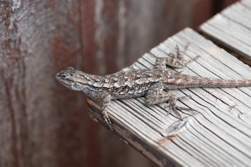 Close up of a lizard outdoors on the corner of a wooden plank table.