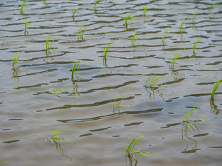 水田に残った足跡